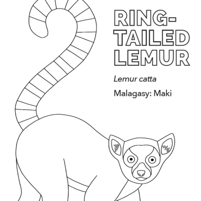 LCN-ring-tailed-lemur-coloring-sheet-thumbnail-400x400