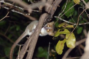 Mouse lemur hanging out in a tree after sunset in the Ankarana National Park.