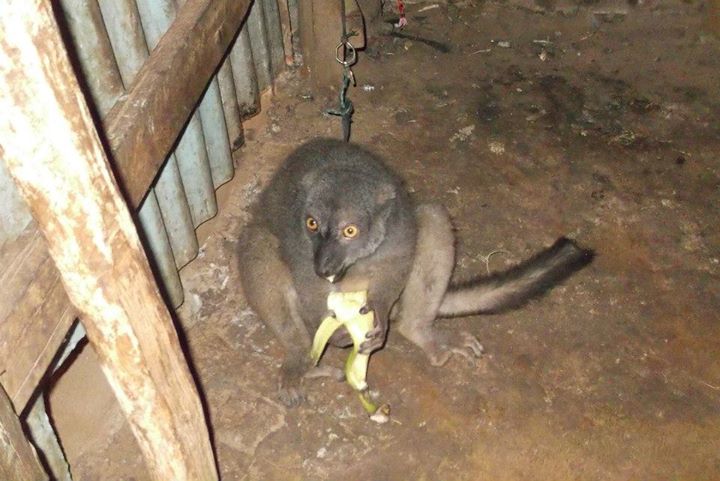 A captive "pet" lemur in Madagascar.