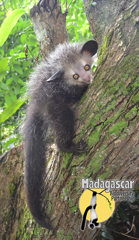 Baby aye-aye, photo by Dr. Ed Louis of the Madagascar Biodiversity Partnership