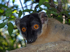 A brown lemur in Madagascar!