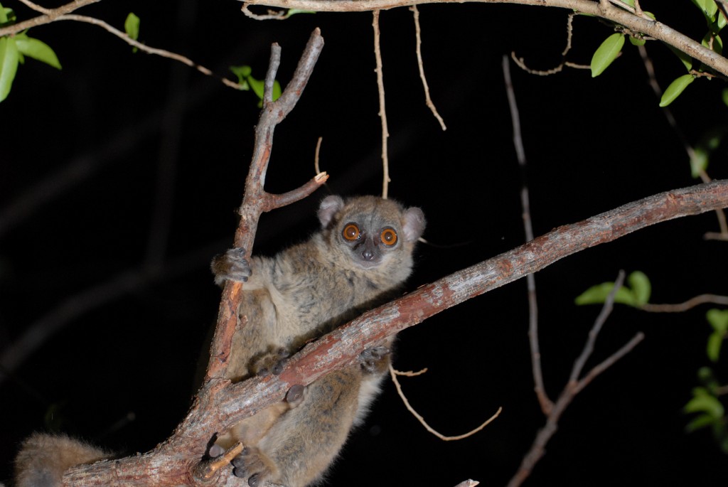 The critically endangered northern sportive lemur, Lepilemur septentrionalis. Photo credit: Dr. Edward Louis