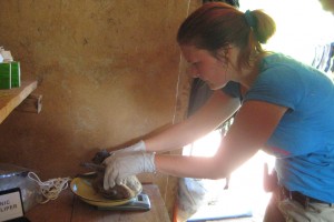 Melanie Seiler Me weighing an Sahamalaza sportive lemur