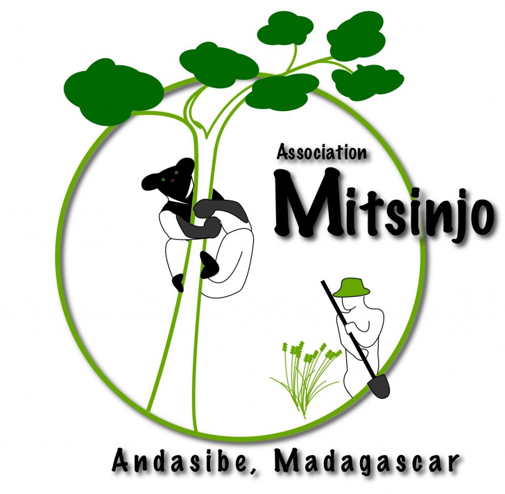 Association Mitsinjo – Lemur Conservation Network