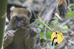 Madagascar Biodiversity Partnership Prolemur simus eating bamboo_ BEnyart