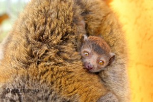 Critically endangered mongoose lemur born at LCF in 2014.