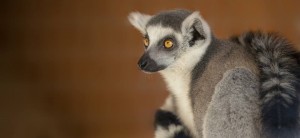 naturezoo rheine lemur