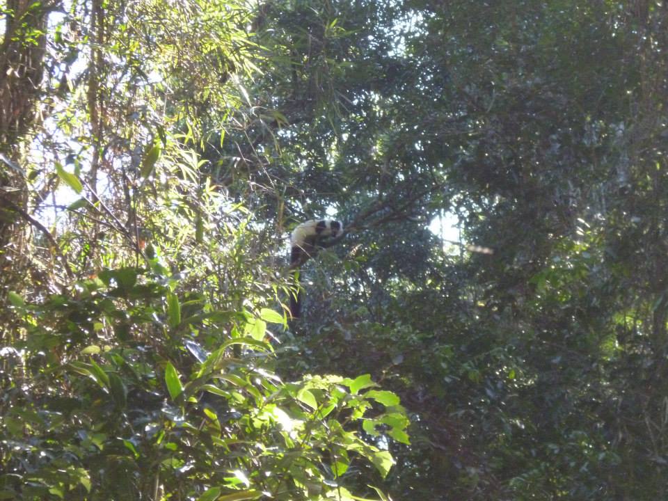 Happiness is seeing black and white ruffed lemurs in the wild