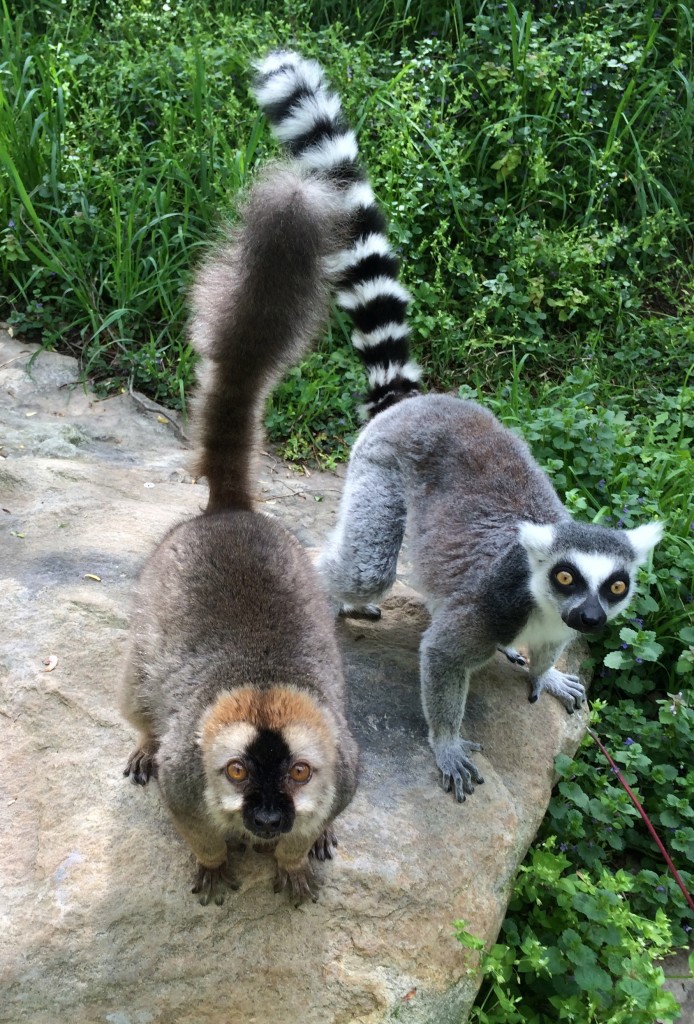 Red-fronted and ring tailed lemurs at the Smithsonian National Zoo!