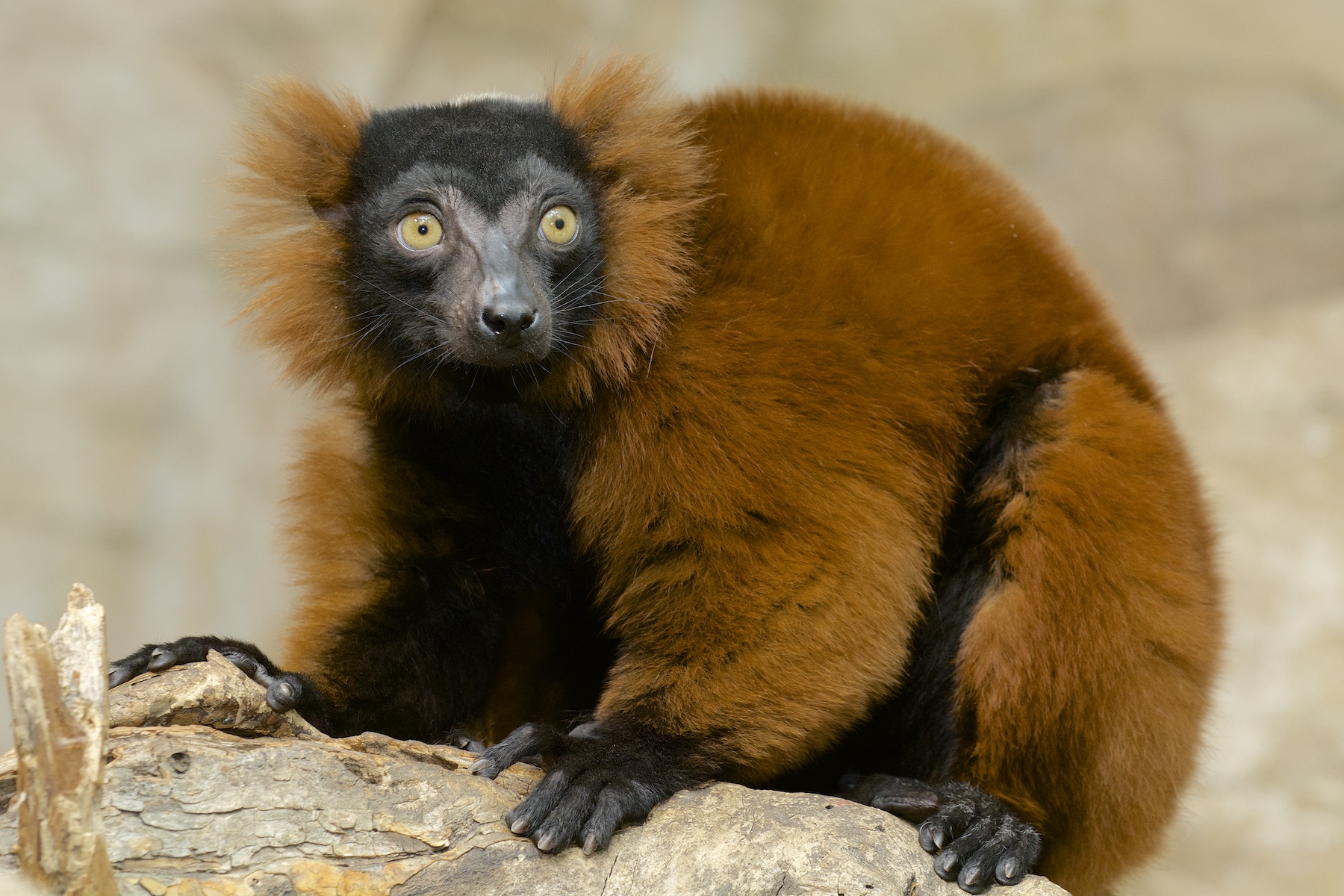 Smithsonian National Zoo - Lemur Conservation Network