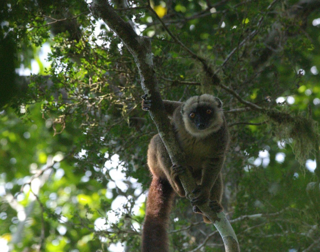 White fronted brown lemur