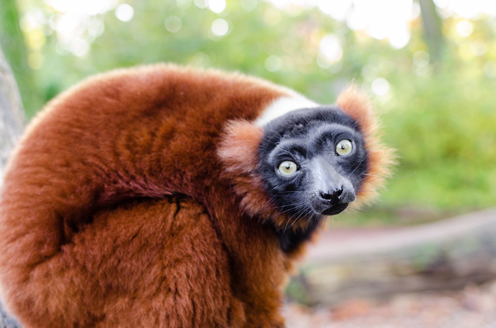 Social Media Guide for the World Lemur Festival – Lemur Conservation ...