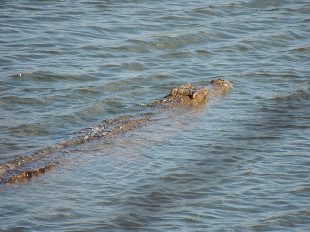 A crocodile in Lac Ravelobe. Photo by Christine Venart.