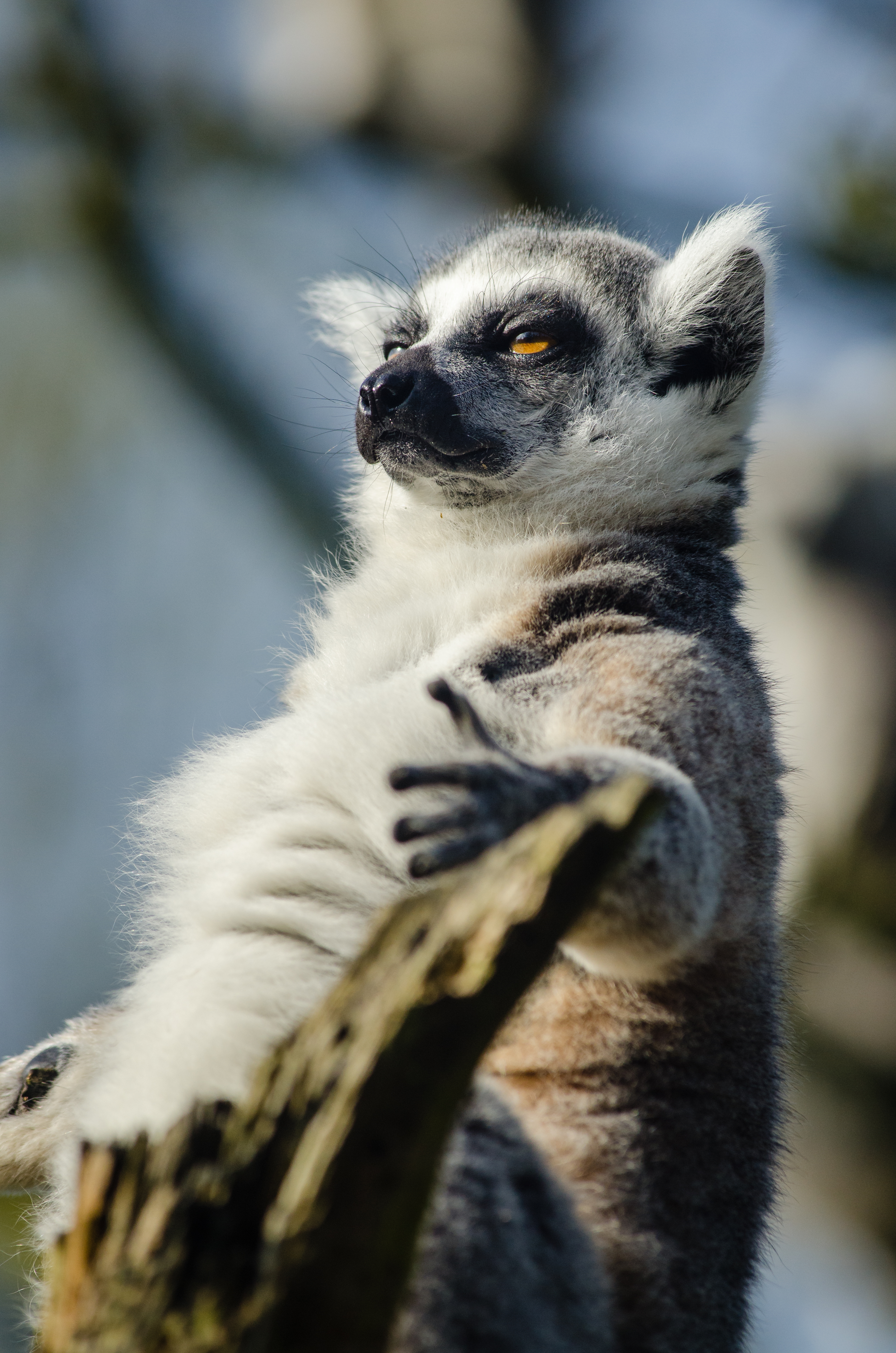 madagascar-a-guide-to-using-the-film-as-an-educational-tool-for-lemur