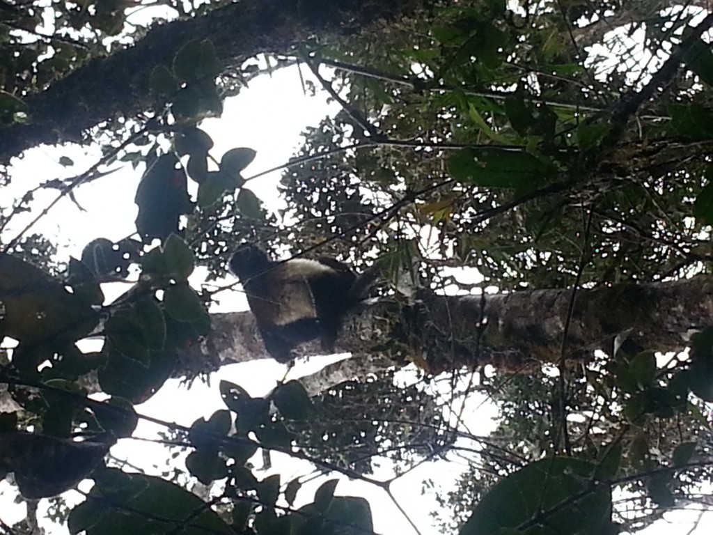 A sifaka high up in the tree canopy