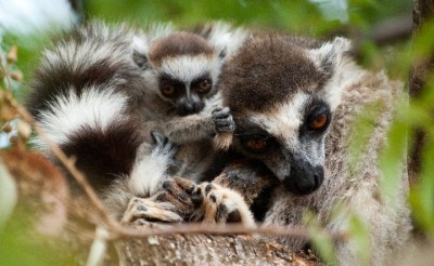 Ring-tailed lemurs in the Berenty reserve. Photo courtesy of Jen Tinsman.