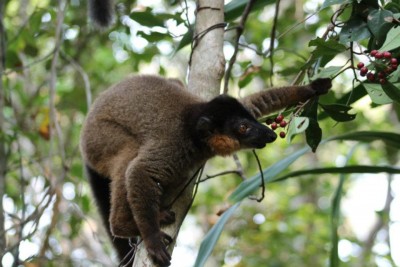 Lemur found at Sainte Luce Reserve. Photo via Sainte Luce's Facebook page.