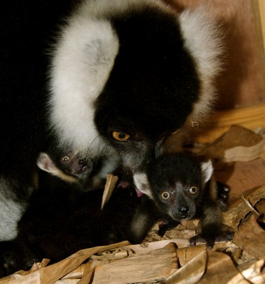 Black and white ruffed lemur with her babies at Parc Zoologique. Photo courtesy of Madagascar Fauna and Flora Group.