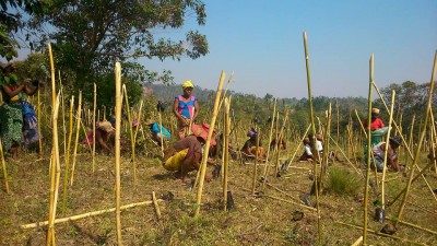 Madagascar Biodiversity Partnership volunteers planting trees. Photo courtesy of MBP.