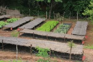 One of Eden Reforestation Projects' tree nurseries. Photo courtesy of Eden Reforestation Projects.