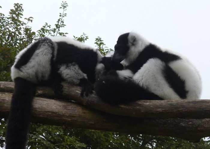 Zookeeper's Notebook: Spotlight On Black-and-White Ruffed Lemurs ...