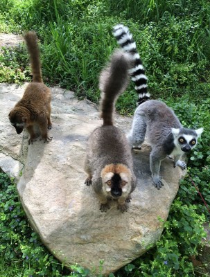 One Ring-tailed lemur and two Red-fronted brown lemurs at the National Zoo (Photo credit: Alex Reddy)