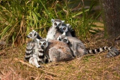 Ring-tailed lemur family group at the Jacksonville Zoo.