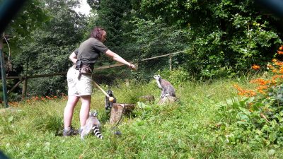 Jade leading a training session with a group of ring-tailed lemurs.