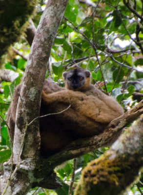 Adorable lemurs in Ranomafana National Park.