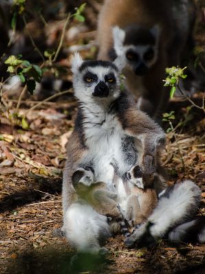 A mother ring-tail nursing her two babies at Anja Reserve. Photo by Lynne Venart.