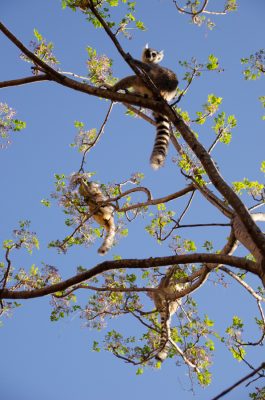 Ring-tailed lemurs at Anja Reserve. Photos by Lynne Venart.