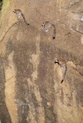 Ring-tailed lemurs climbing and jumping up a rock face in Anja Reserve, Madagascar. Photo by Lynne Venart.