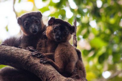 Collared brown lemurs at Sainte Luce Reserve.