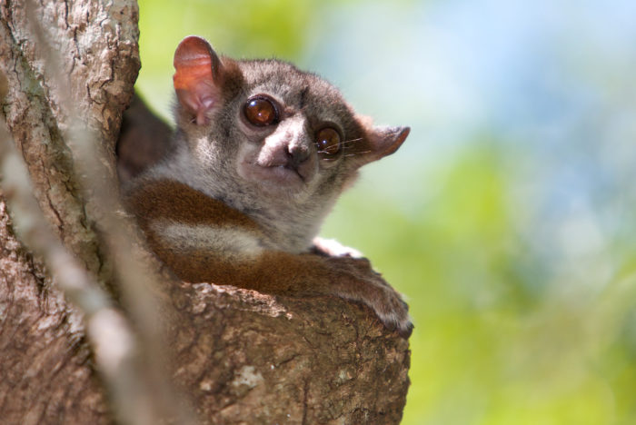 Lemur 3 Lepilemur edwardsi – Lemur Conservation Network