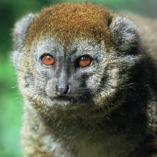 Donations Matched for 14 Lemur Conservation Organizations