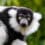 Science Corner: Genetic Diversity of Ruffed Lemurs and Its Impact on Conservation