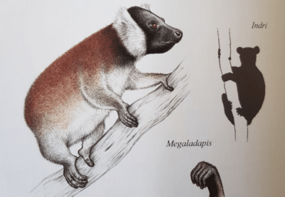 Imaginea care prezintă ilustrația lui Megaladapis edwardsi din cartea Lemurii din Madagascar.