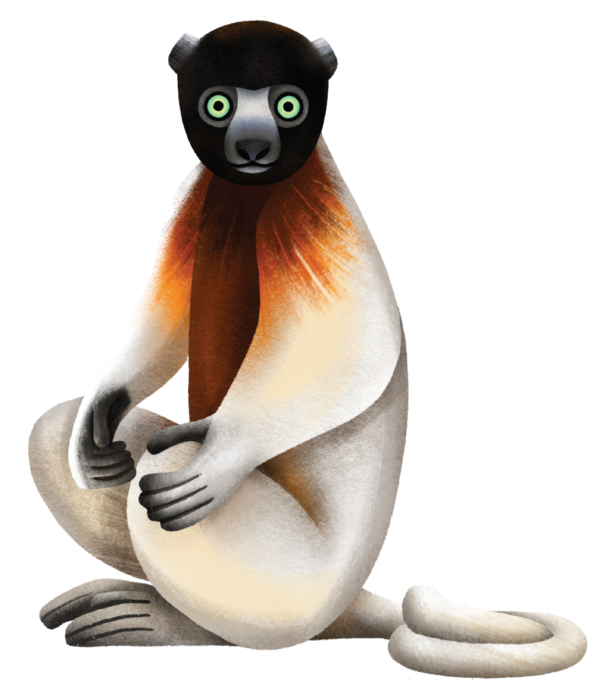 Illustration of Crowned Sifaka