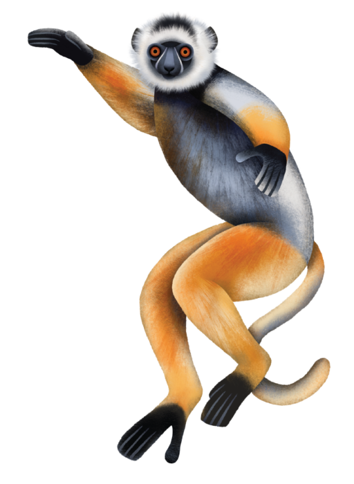 Illustration of a Diademed Sifaka