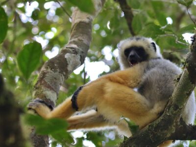 Diademed sifaka. Photo: Cat Rayner.