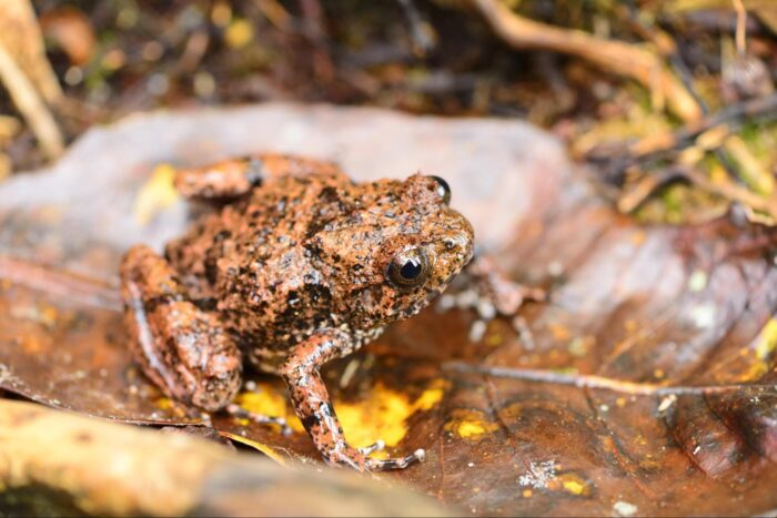 Image of Rhombophryne vaventy - the first frog species Mark described