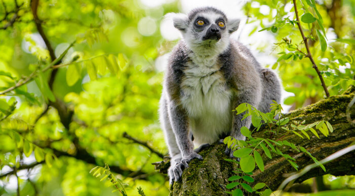 Ringtailed Lemur on tree branch