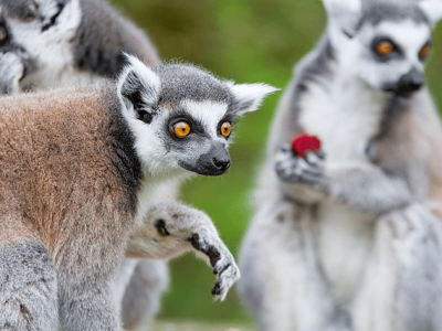 Three captive, adult ring-tailed lemurs (Lemur catta).