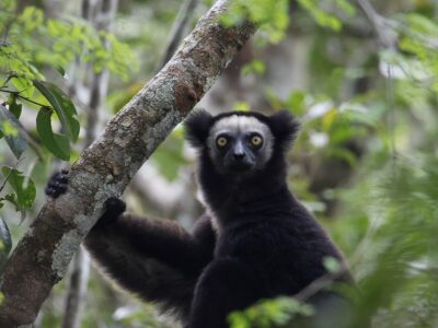 Indri in ASSR. Photo: Patrick Ross.