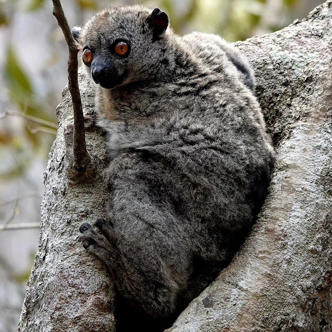 12 Fun Facts about Lemurs from a Year of #FunFactFriday – Lemur ...