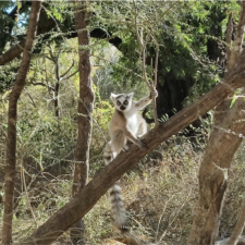 Research and Tourism in Beza Mahafaly Special Reserve